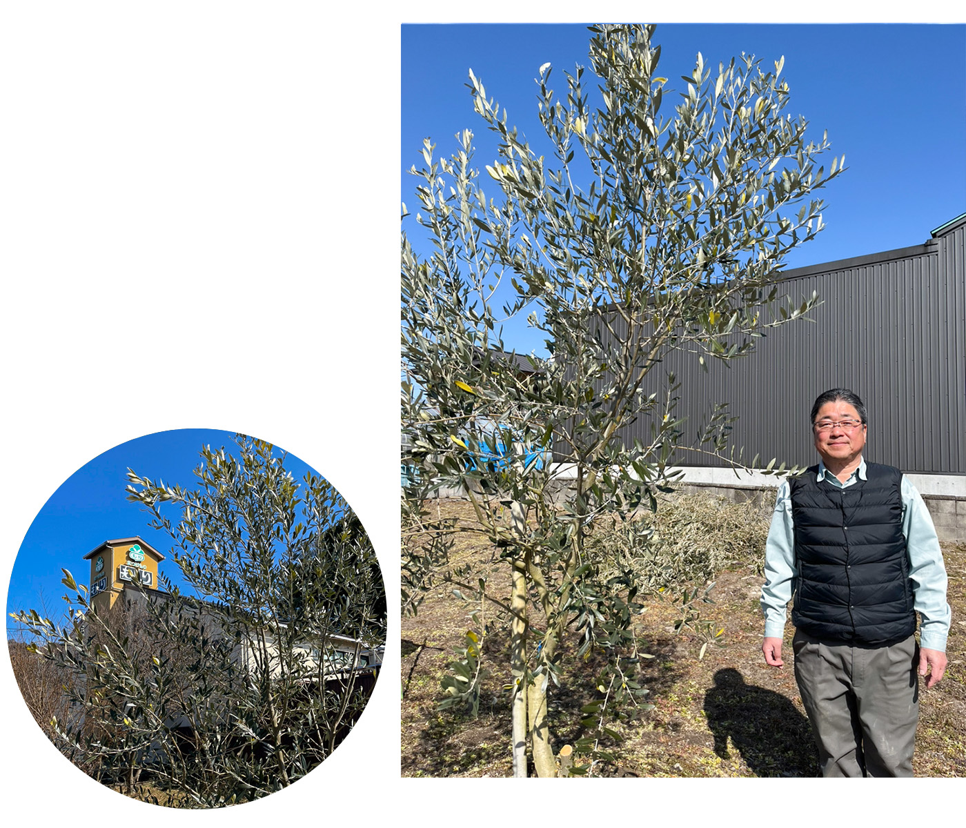 記念樹オリーブがここまで育ちました！